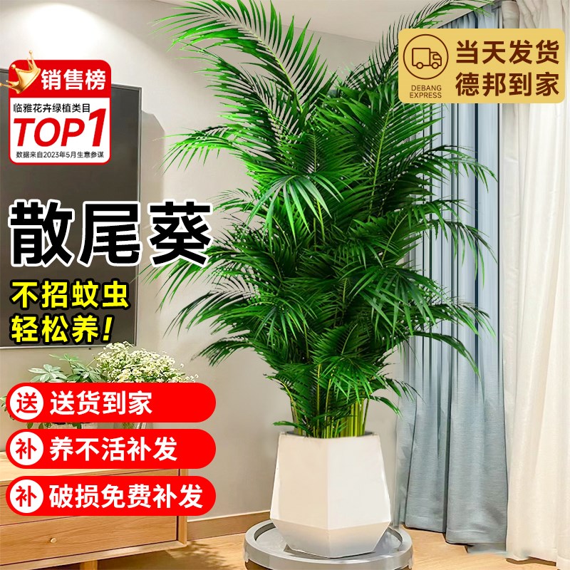 散尾葵盆栽凤尾竹室内客厅大型绿植盆栽椰子夏威夷竹花卉植物盆景