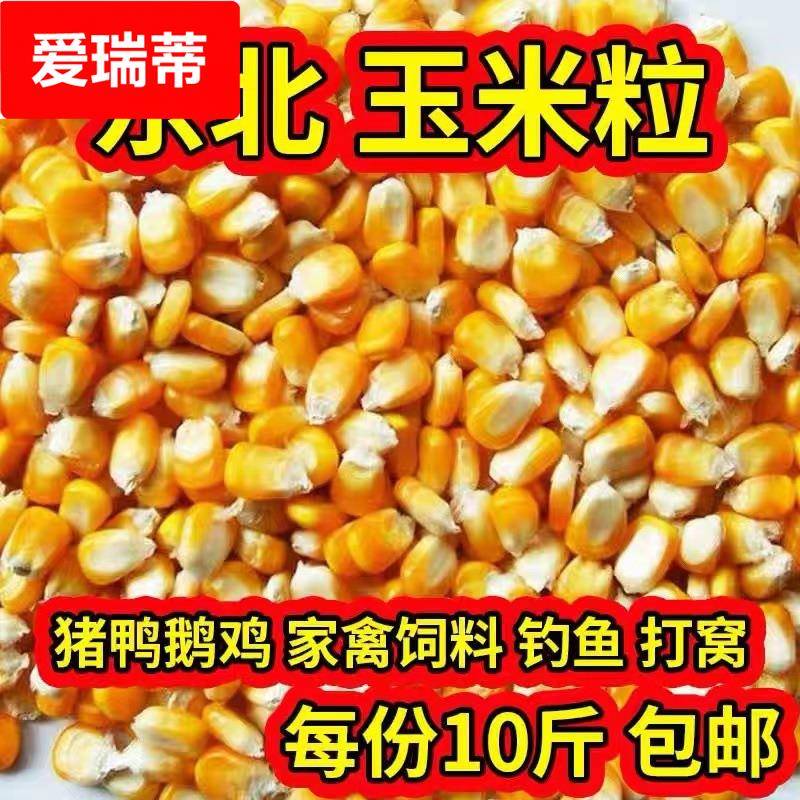 24年新东北大玉米粒10斤喂鸡鸭鸽子粮钓鱼酿酒新粮干玉米粒鸽子粮
