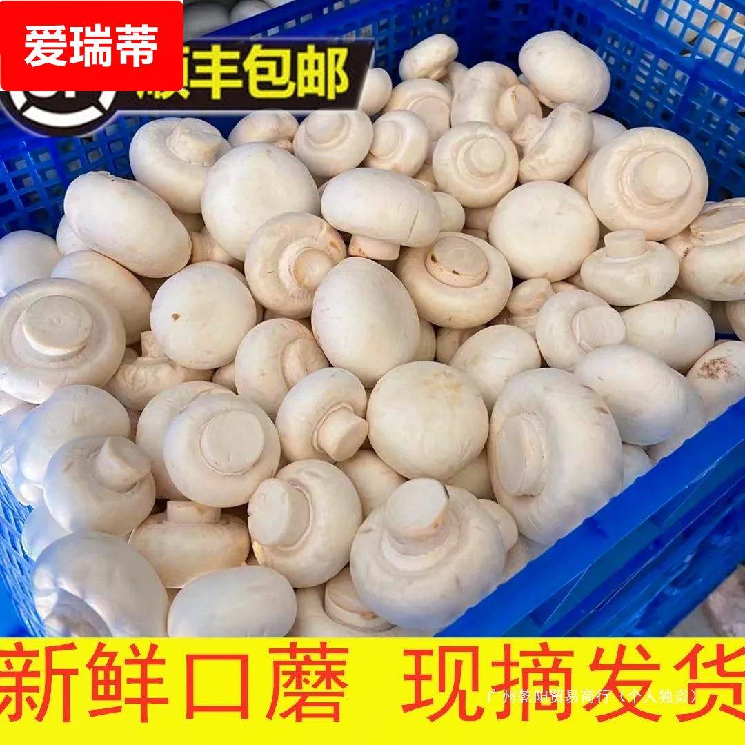 口蘑菇现摘现发新鲜白蘑菇双孢菇新鲜口蘑时令蔬菜食用菌菇顺丰