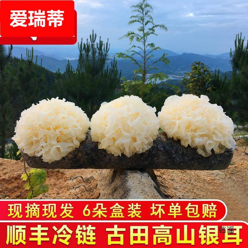 闽妃古田新鲜银耳6朵盒装 活鲜白木耳糯雪耳非丑耳干货银耳莲子羹