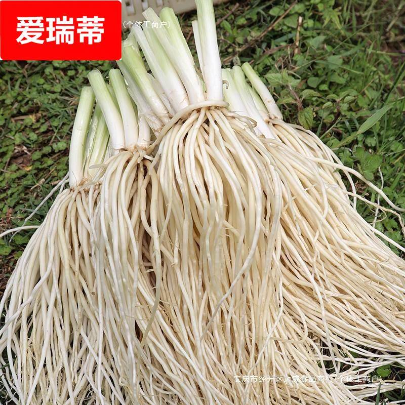 云南德宏新鲜撇菜根苤菜根大韭菜根月子良菜可腌制500克新鲜蔬菜