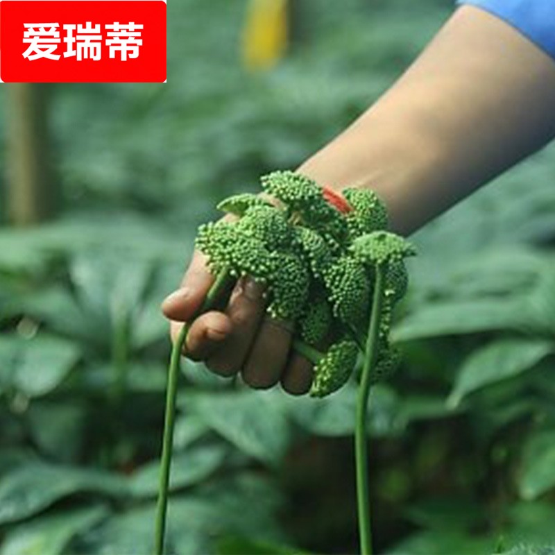 新三七花文山三七花茶 短杆无杆晒干手工采摘 三七花米云南田七花
