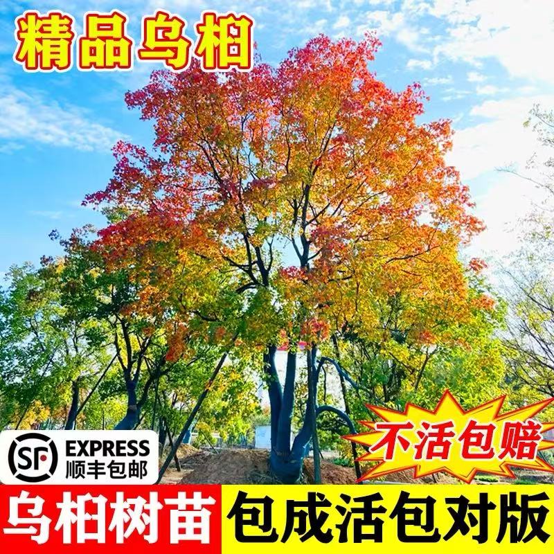 庭院植物乌桕树苗南方北方种植