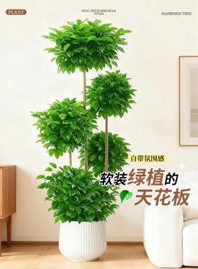 幸树客厅大型盆栽高绿植物室内落地桩级感盆景平安树四福XINGFUSH