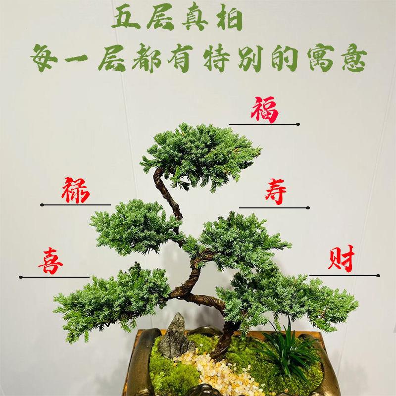 送礼选五临门五层真柏盆新景中式盆栽办公室桌TVZ面优绿植四季常