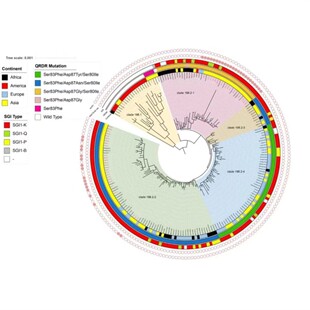 基因家族生物信息学分析 全套餐 进化表达结构 毕业设计SCI速成