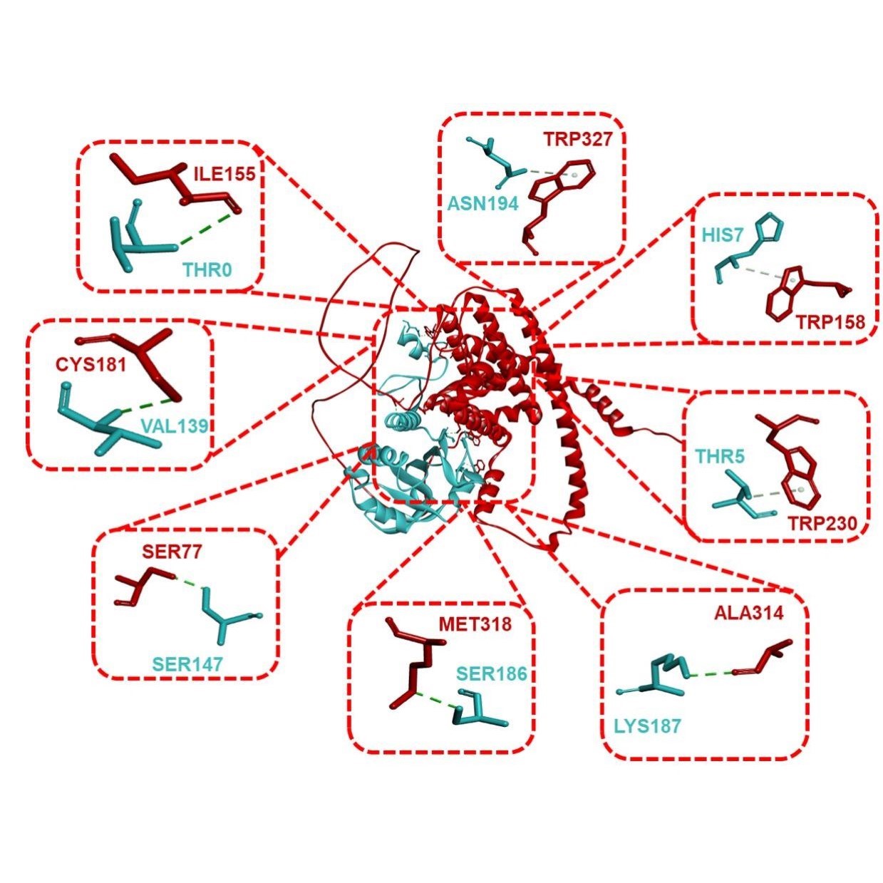 分子对接代做,大分子对接小分子,大分子对接大分子