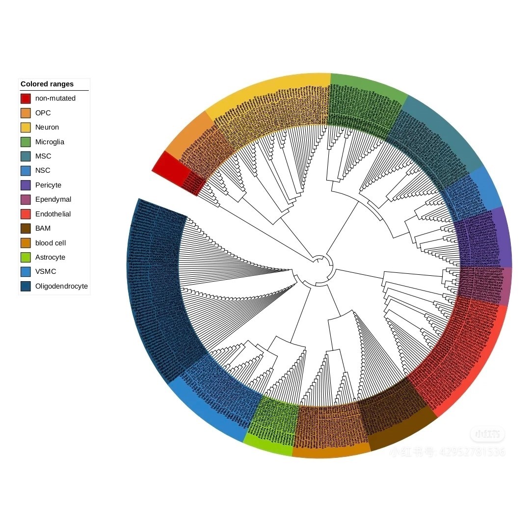 进化树系统发育树构建上色美化生物信息分析指导