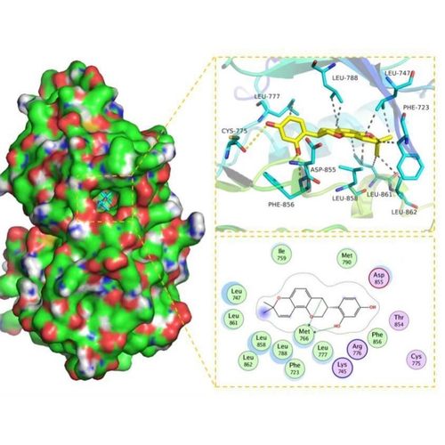 分子对接方法:autodock薛定谔 moe 金属离子.供价,柔性分子对接