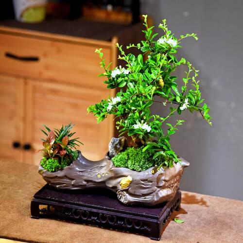 造型福建茶植盆zr202311栽观赏物面绿植摆件装室内客桌厅办公饰植