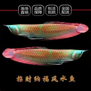 七彩银龙鱼活鱼热带风水鱼招财大型银龙鱼练手红龙鱼苗活鱼观赏鱼