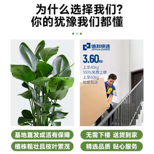 天堂鸟盆栽室内客厅大型绿植办公室花卉鹤望兰植物新房吸甲醛四季