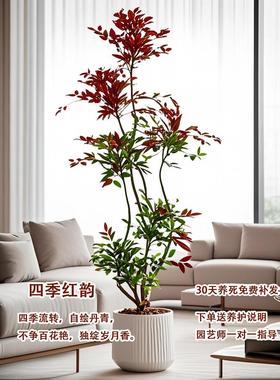 型高南天竹盆栽客厅大感植物绿植级真树办公室内高端YLG落地大号