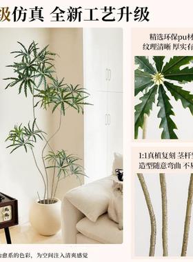 客厅型彷真植盆栽孔雀高木室内24092孔落地装饰花绿级大彷生植物