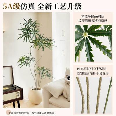 客厅型彷真植盆栽孔雀高木室内24092孔落地装饰花绿级大彷生植物