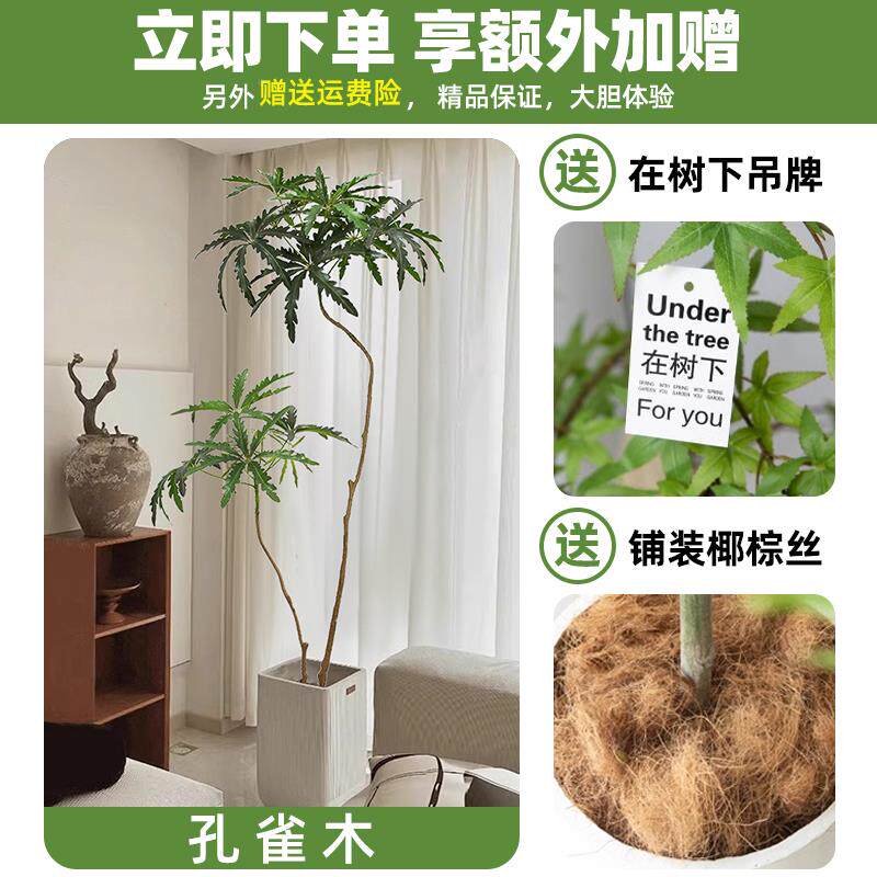 孔雀植木仿真型绿高级孔雀木11感客厅仿生假植大落物地室内盆栽装