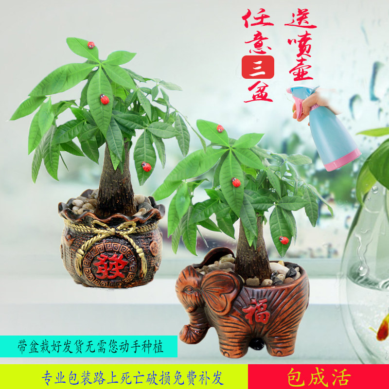 绿植盆栽发财树小办公室内好养盆景花卉客厅绿萝植物金钱花苗