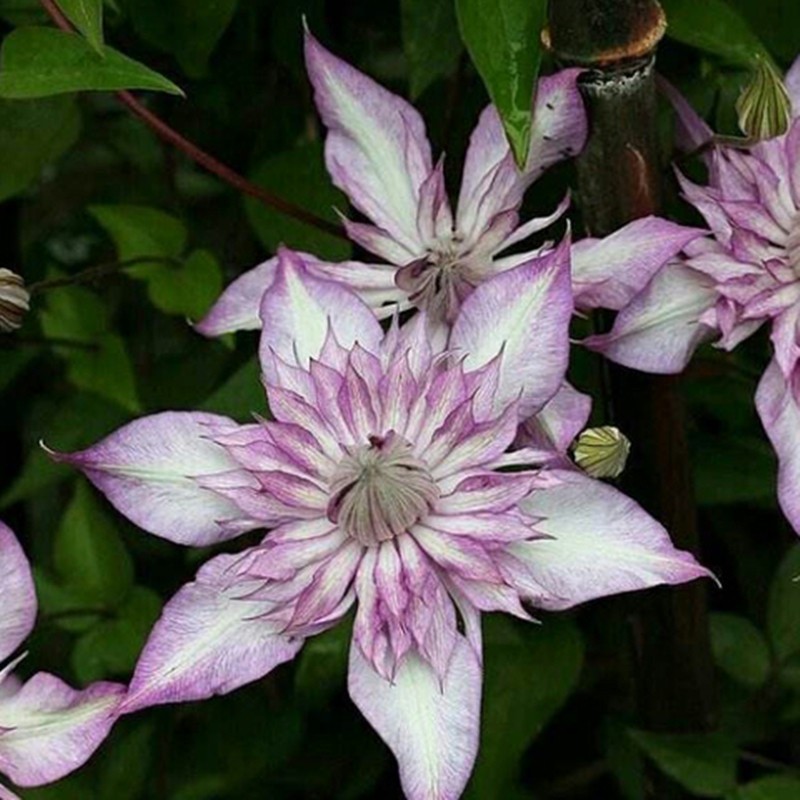 恭子小姐铁线莲花苗爬藤花卉植物阳台庭院爬墙花四季开耐寒攀援型