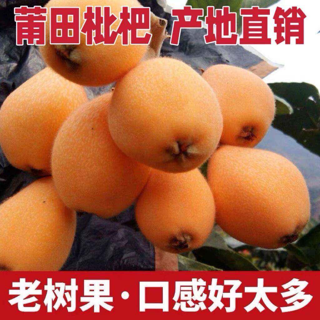 莆田白玉枇杷早钟枇杷高枇杷大果枇杷孕妇水果当季水果整箱礼盒装