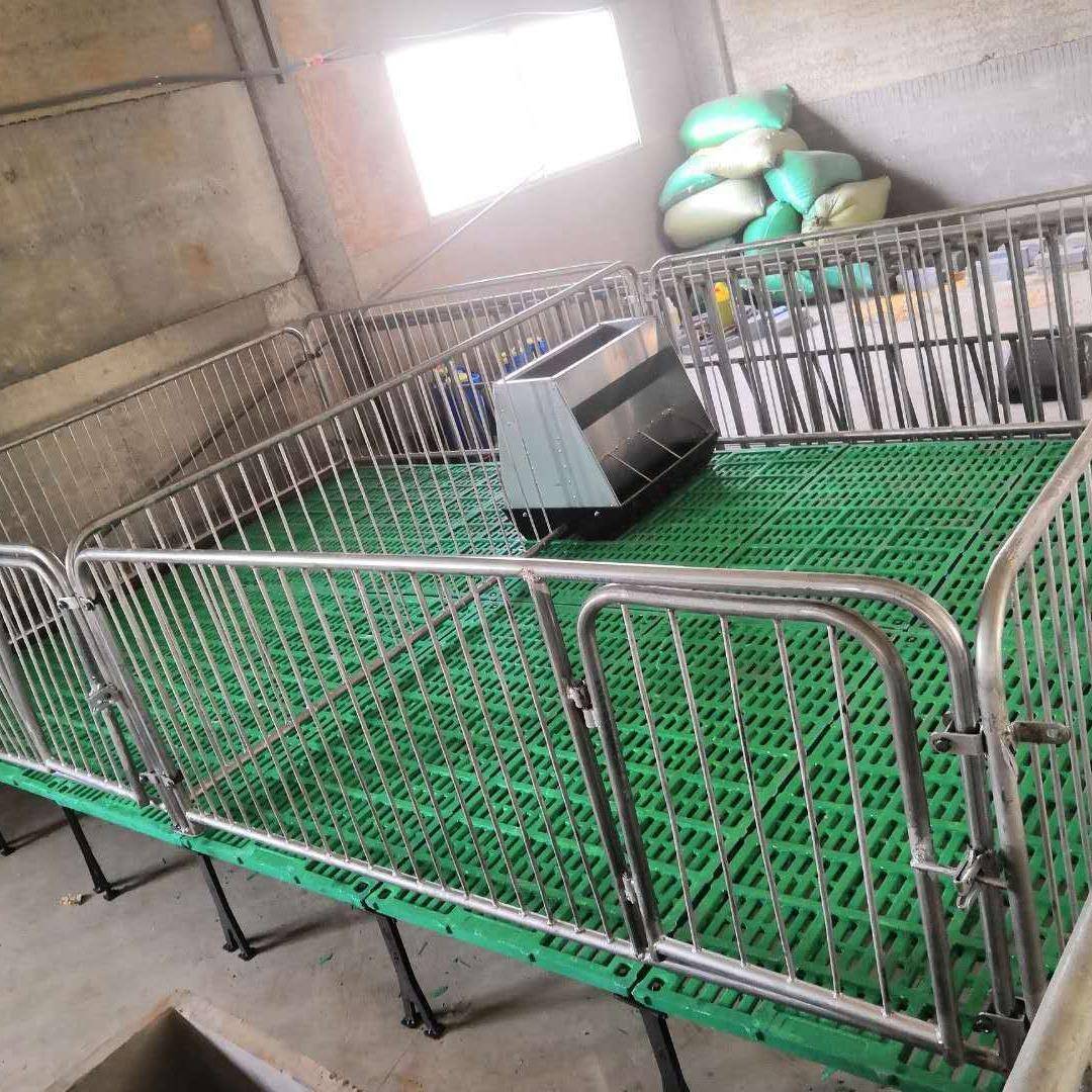 仔猪复合保育床国际热镀锌管带复合漏粪板和料槽养猪养殖牧畜设备