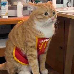 宠物猫咪狗狗网红肚兜麦当劳可爱围兜裙子口水巾星爸爸服务生围裙