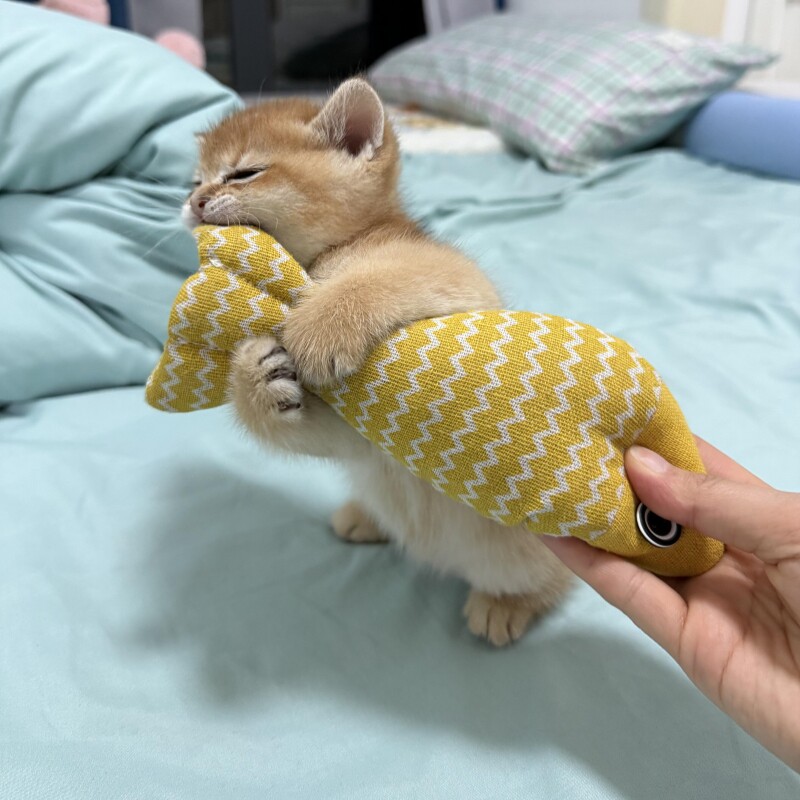 猫薄荷小鱼形逗猫棒玩具加厚耐抓耐咬猫猫咪自嗨解神器高颜值可爱