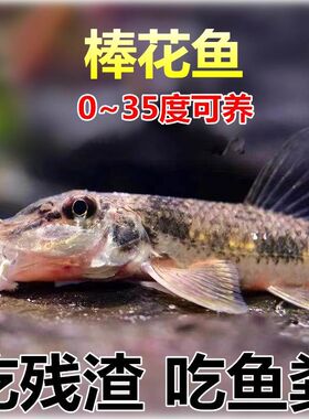 棒花鱼 中华鼠鱼 冷水清道夫 吃食物残渣 残留饲料 无需加热 包邮