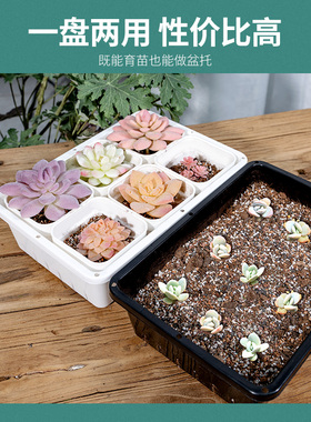 白色加厚多肉叶插育苗盆塑料生石花肉锥育苗盘小号种植播种花盆