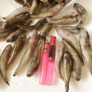 新鲜麦穗鱼冷冻饲料单冻龙鱼虎鱼鱼食冷冻虾冷冻沉底鱼虎鱼魟鱼