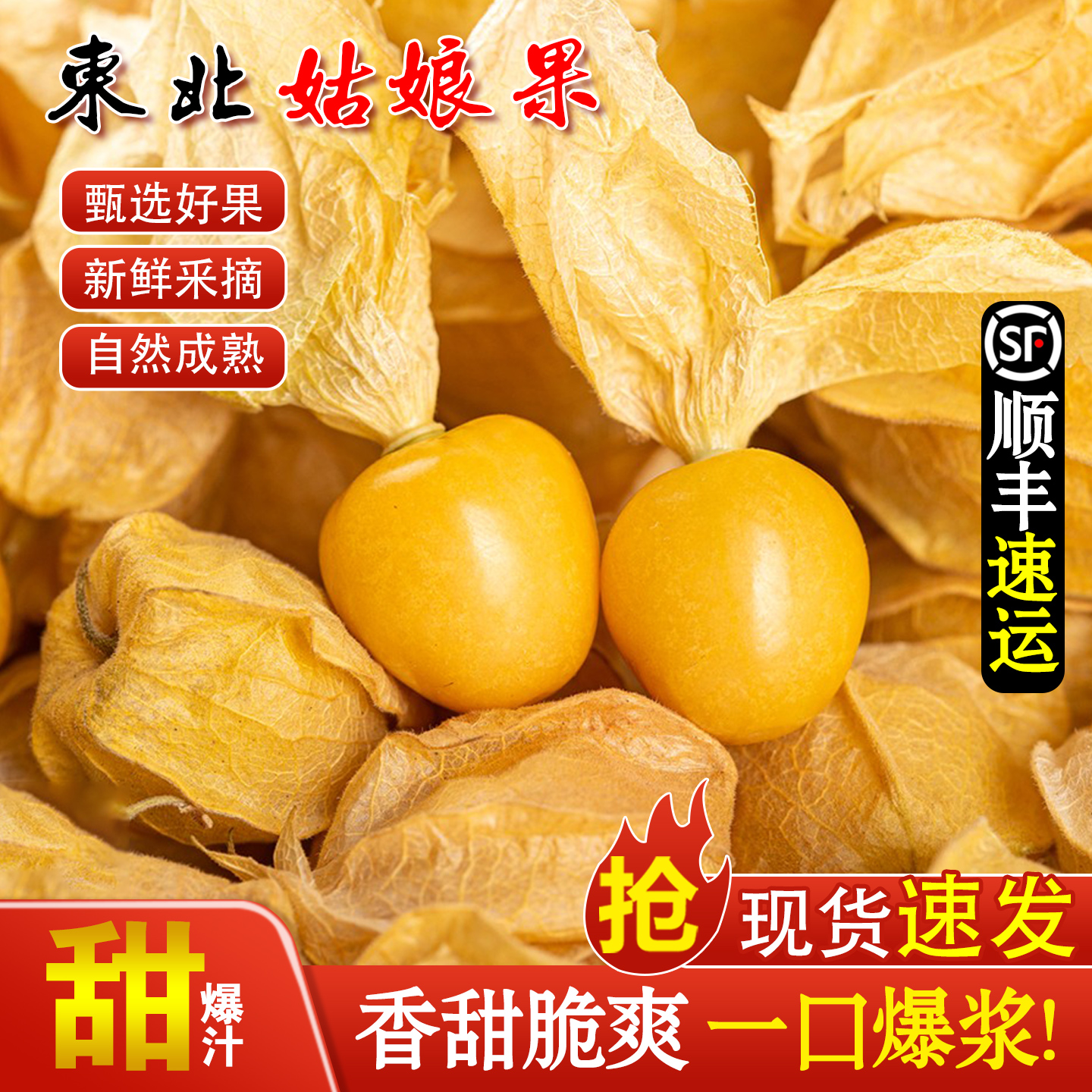 现摘正宗东北菇娘果灯笼果当季黄菇娘新鲜水果特产特大果顺丰包邮