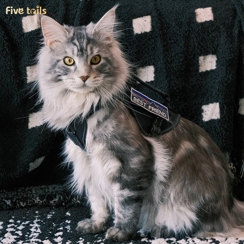 欧美德文缅因猫咪牵引绳外出专用