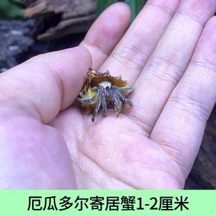 淡水宠物灰白短腕寄m居蟹陆x地寄居蟹迷你宠物蟹宠物淡紫深紫寄居