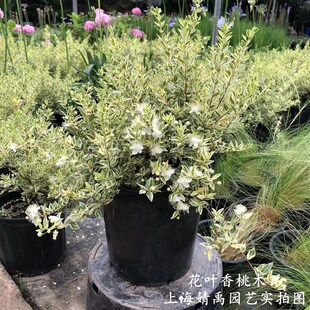 花叶香桃木花苗盆栽 爱神木 茂树 阳台庭院耐寒耐热花卉四常绿季