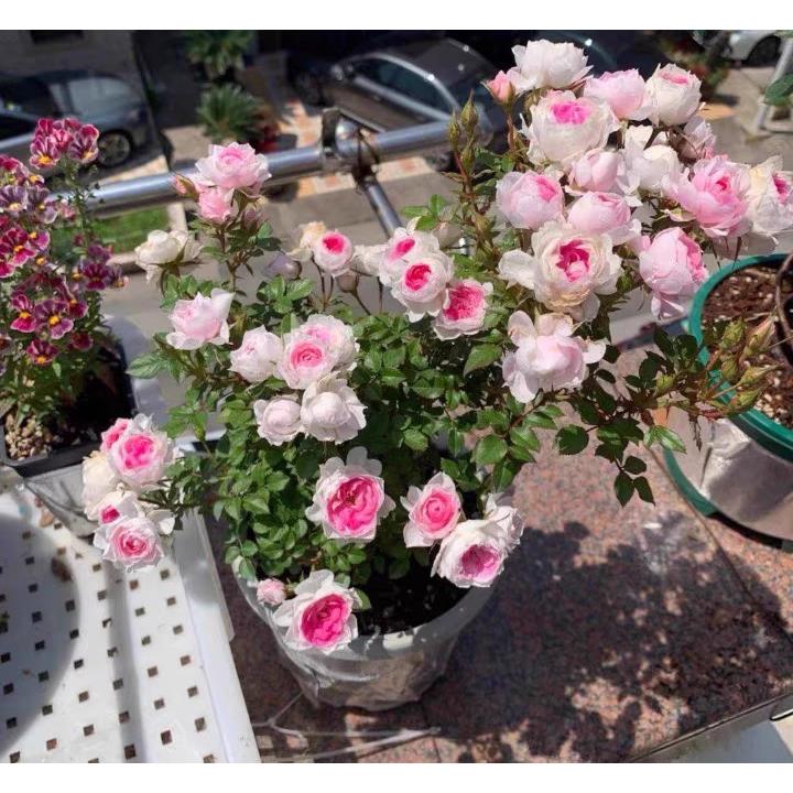 月季微月玛丽 超微玛丽月季 提根盆景