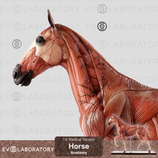EVO动物肌肉解剖马科教模型美术生物学教学教具雕塑艺术家雕像