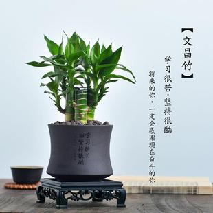 文昌竹四支富贵竹带根植物室内桌面绿植净化空气情绪稳定盆景花卉