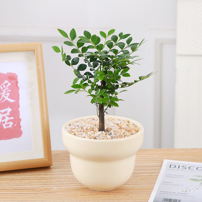 小叶紫檀盆栽黑古茶盆景办公室桌摆喜阴小绿植新手好养活懒人花卉