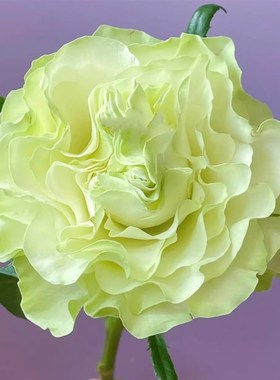 小乔切花灌木月季奶绿色花卉盆栽蔷薇月季玫瑰阳台庭院多季节开花