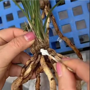 【达克灵精】兰花分苗涂抹伤口切口封口黑斑 + 好康多奥绿缓释肥