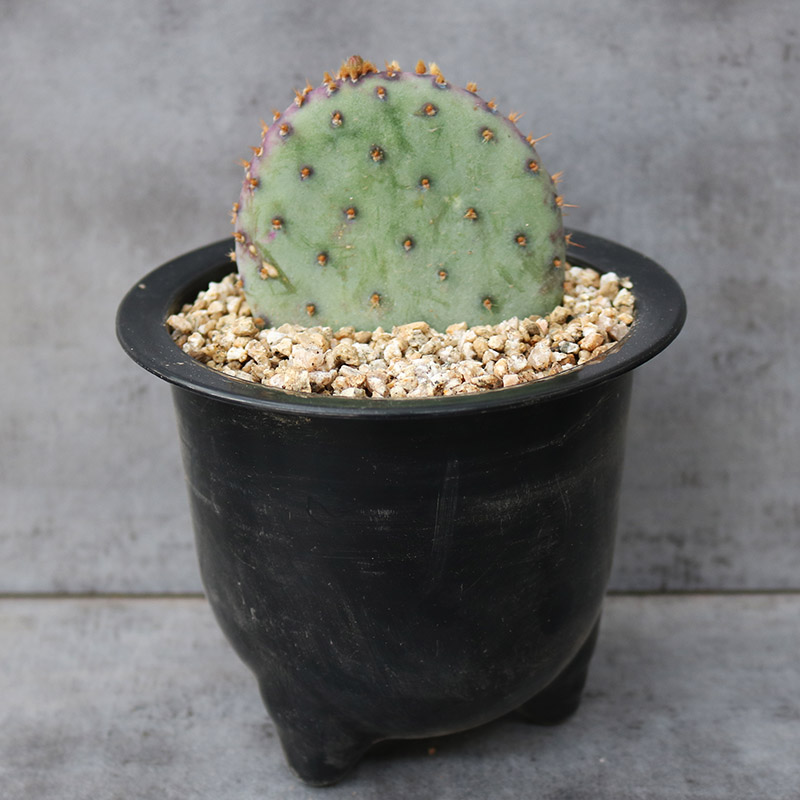 圣丽塔 稀缺品种开花紫色仙人掌多肉植物阳台庭院大型花卉小盆栽