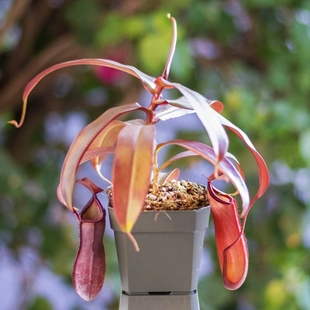 红灯猪笼草苗盆栽食虫植物 不怕冷的猪笼草 耐冻 好养!