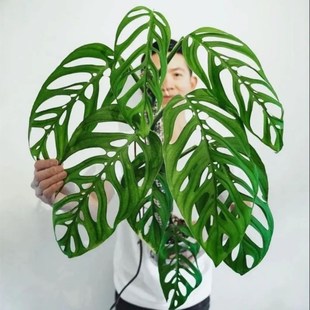 大巨洞龟背芋ME巨洞MA安德森开洞仙洞锦斜叶龟 多孔爬藤植物盆栽