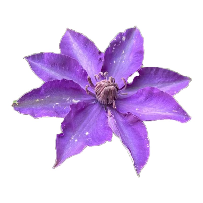 紫光铁线莲花苗盆栽爬藤植物小中大苗重瓣藤本大花庭院爬藤花卉