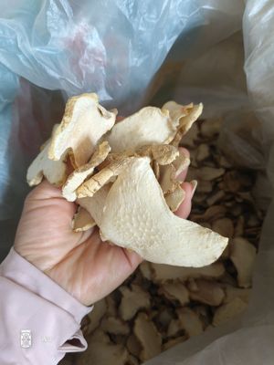 （稀缺山货）野生新鲜黄精鲜货正品天然黄精鸡头参大黄姜煲汤食用