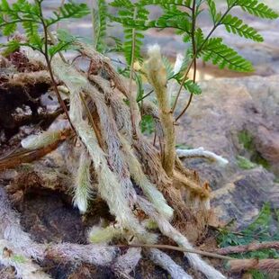云南新鲜白毛蛇干货中药材石祈蛇上树蛇新鲜正品可磨粉阴石蕨泡酒