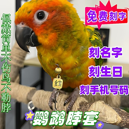 金太阳鹦鹉脖套刻字款栓鸟遛鸟链子放飞绳脖圈玄凤虎皮牡丹小太阳