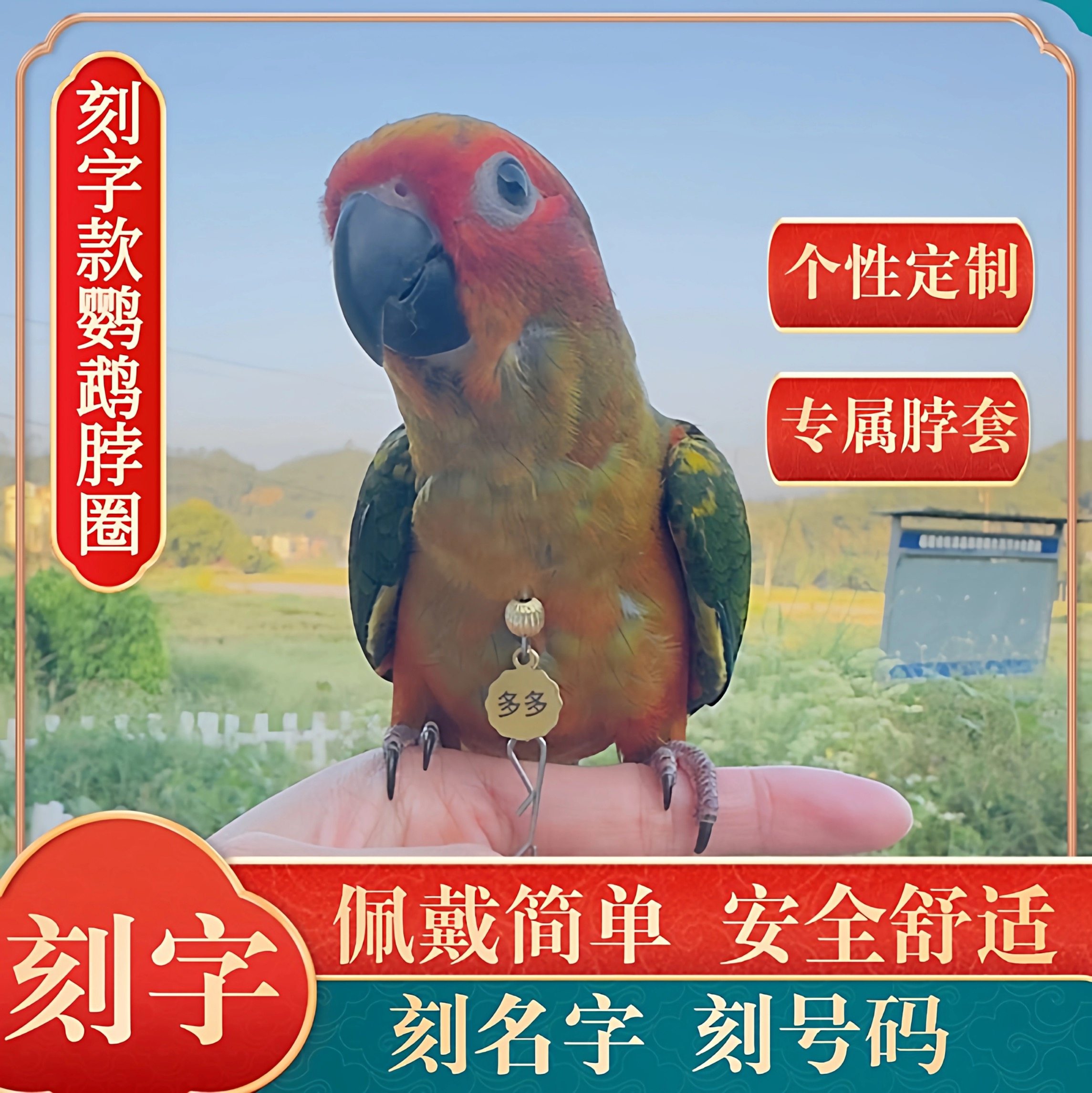 刻字款金太阳鹦鹉脖套和尚牡丹项链玄凤小太阳外出放飞牵引项圈