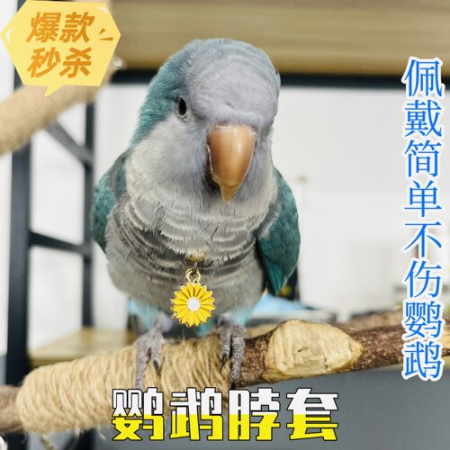 和尚鹦鹉脖圈小太阳玄凤牡丹不锈钢链子遛鸟栓鸟放飞绳脖套项圈