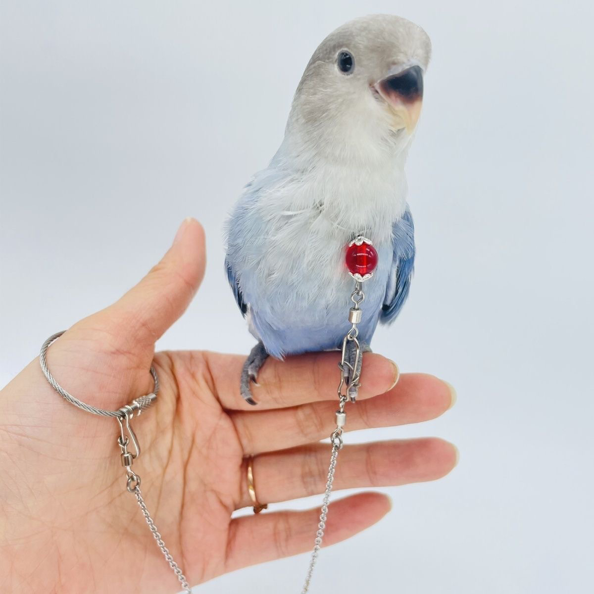 牡丹鹦鹉脖套不锈钢栓鸟链子外出遛鸟脖圈虎皮玄凤小太阳和尚项链