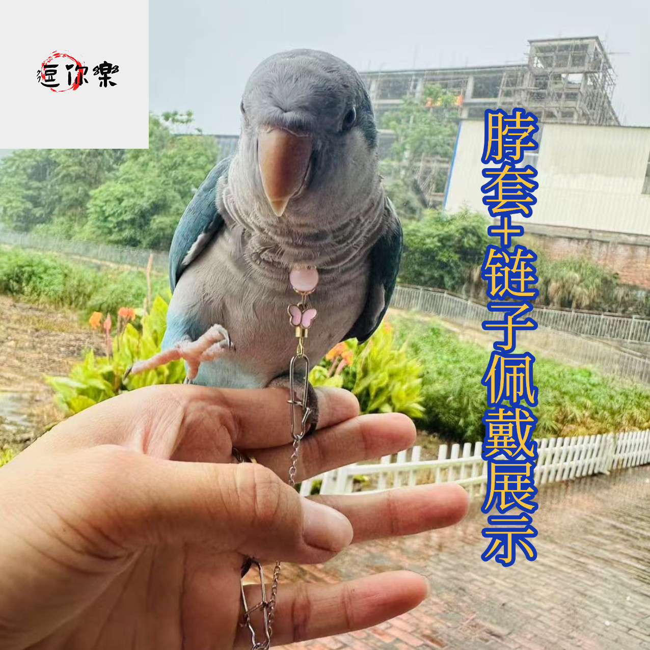 和尚鹦鹉脖圈栓鸟链子放飞牵引项链玄凤牡丹小太阳虎皮吸蜜脖套